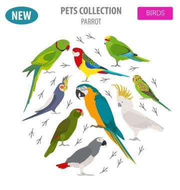 Düz stil üzerinde beyaz izole doğurmak Icon set papağan. Evde beslenen hayvan kuş c