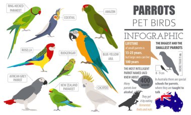 Parrot breeds icon set flat style isolated on white. Pet birds c clipart
