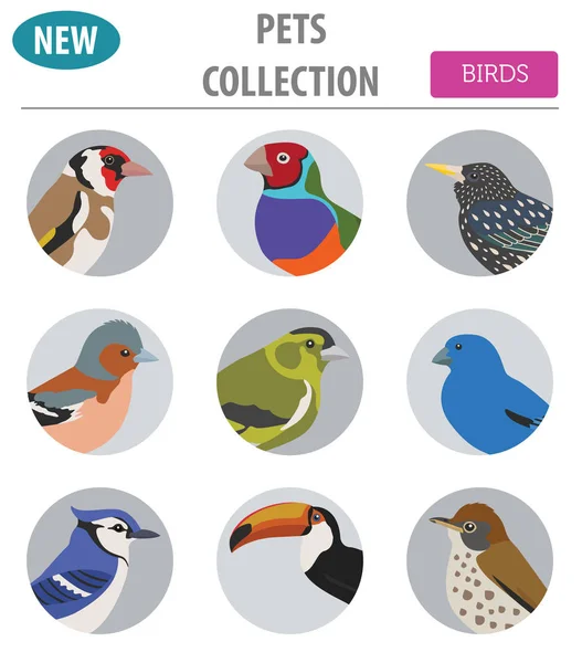 Coleção de pássaros de estimação, raças ícone definido estilo plano isolado no wh — Vetor de Stock