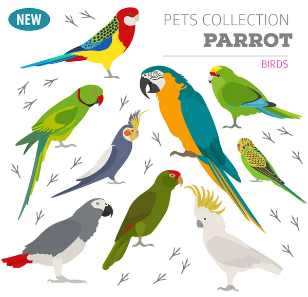 Papageienrassen Icon Set flachen Stil isoliert auf weiß. Haustier Vögel — Stockvektor