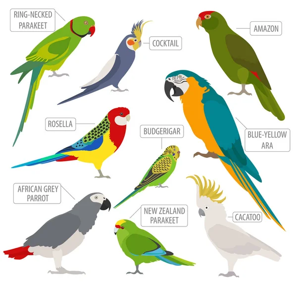 Parrot breeds icon set flat style isolated on white. Pet birds c — Stock Vector