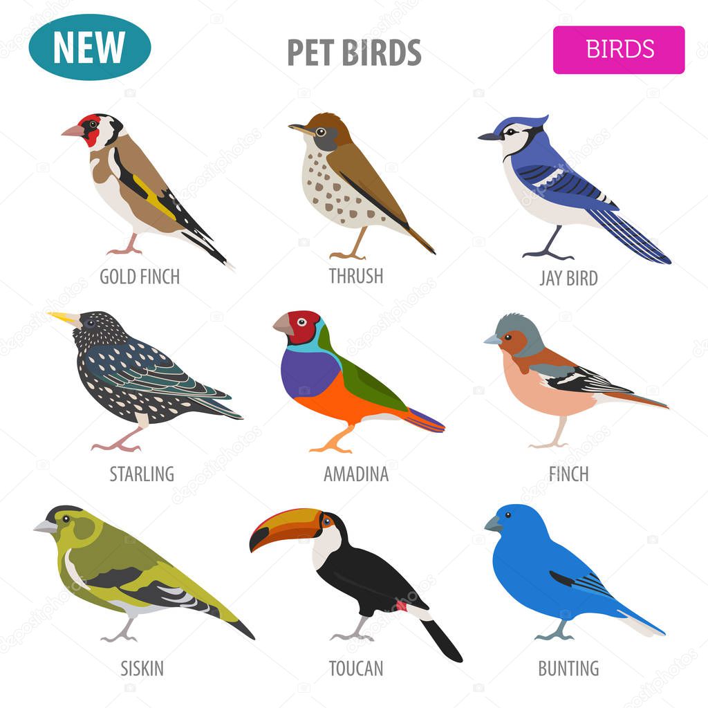 Pet birds collection,  breeds icon set flat style isolated on wh