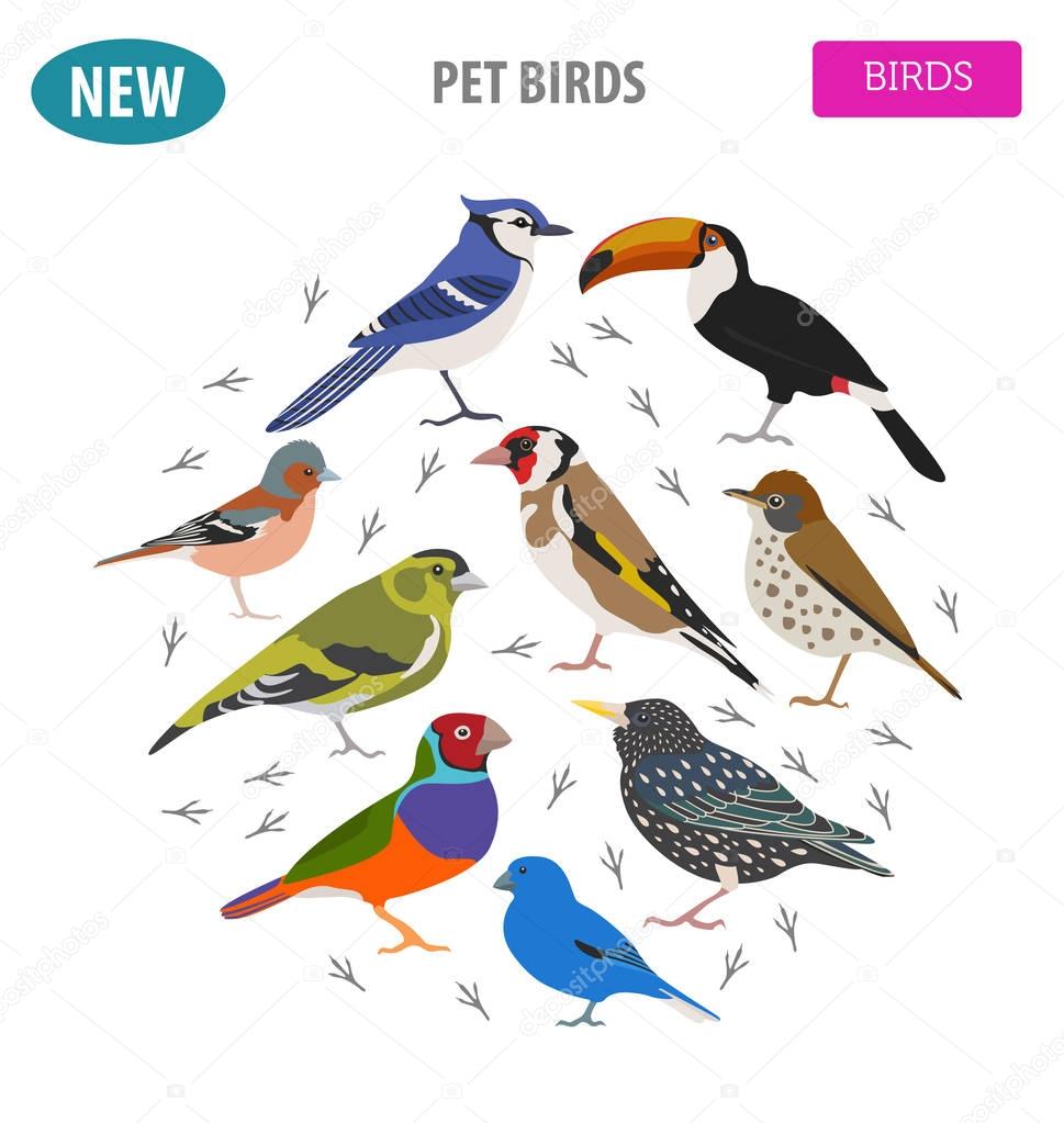 Pet birds collection,  breeds icon set flat style isolated on wh