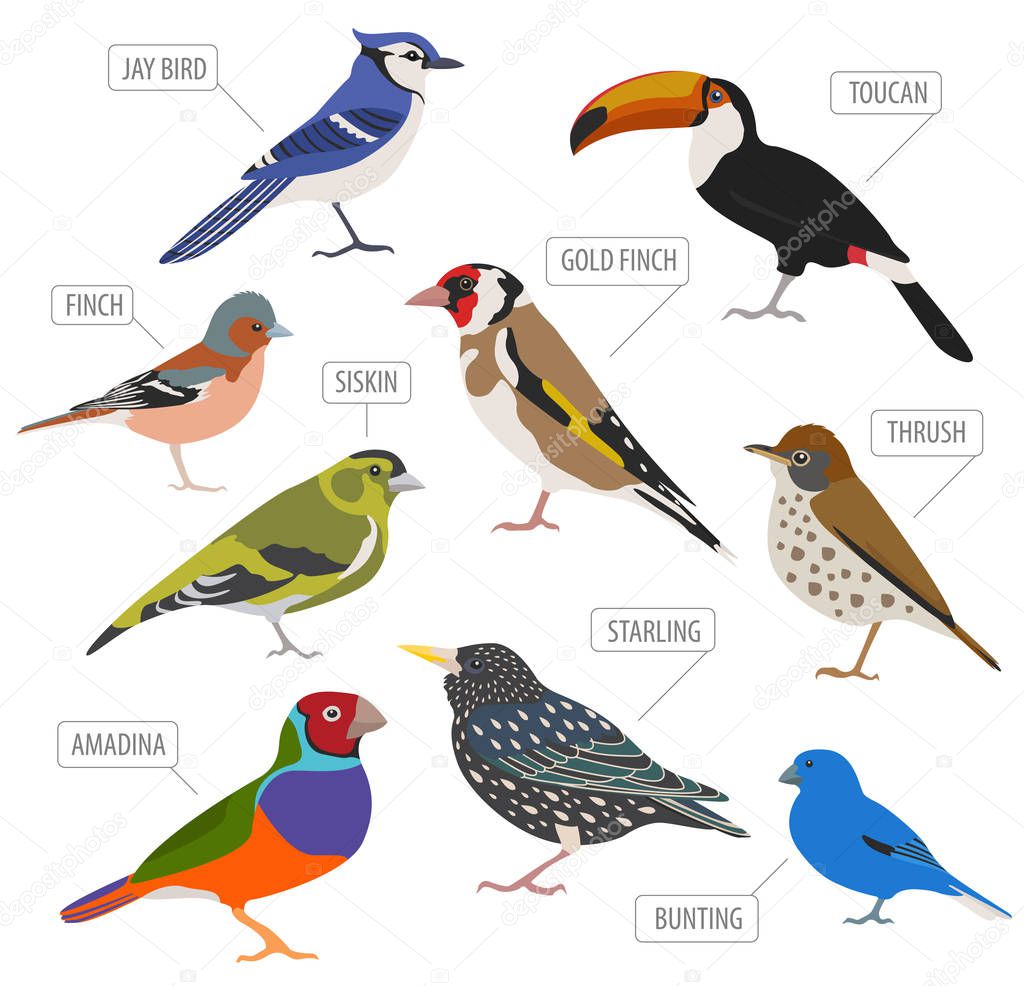 Pet birds collection,  breeds icon set flat style isolated on wh