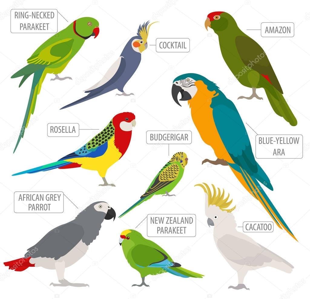 Parrot breeds icon set flat style isolated on white. Pet birds c