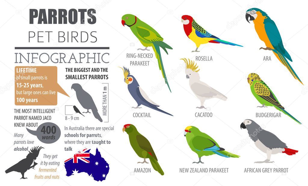 Parrot breeds icon set flat style isolated on white. Pet birds c