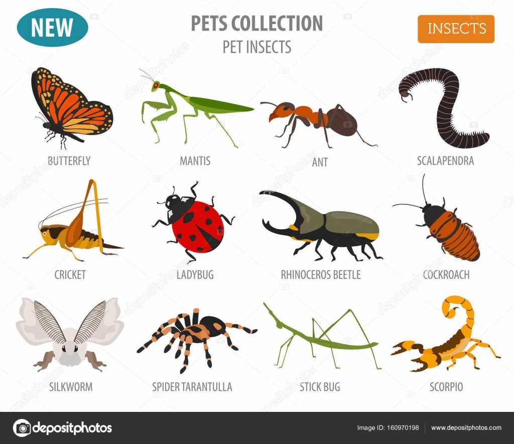 Evde beslenen hayvan böcekler doğurmak simgesi üzerinde beyaz izole düz