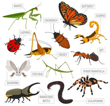 Pet insects breeds icon set flat style isolated on white. House  clipart