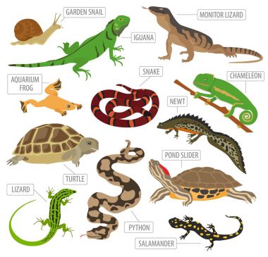 Düz stil whit üzerinde izole Pet Sürüngenler ve amfibiler Icon set