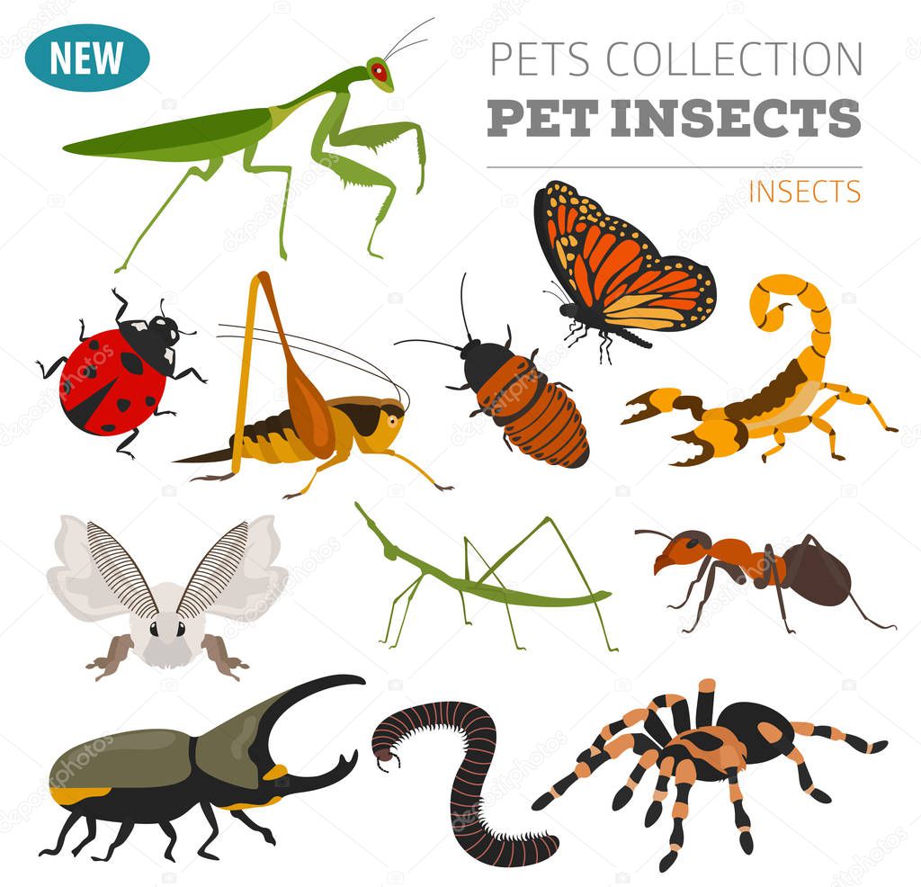 Pet insects breeds icon set flat style isolated on white. House 