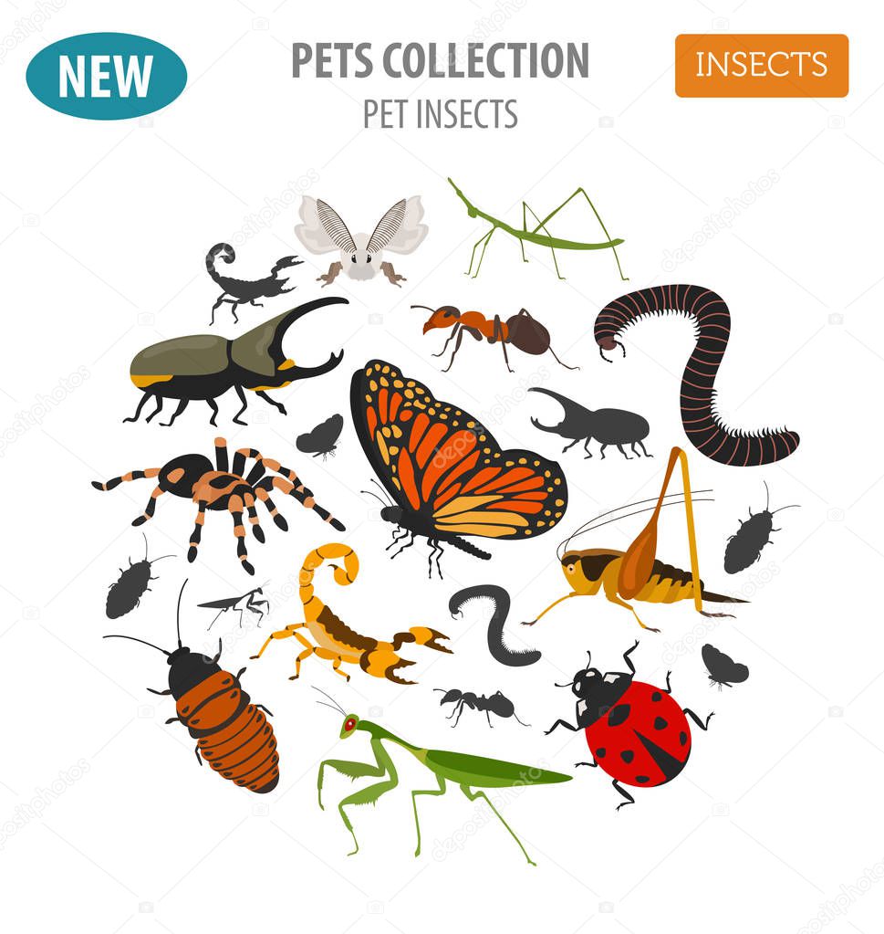 Pet insects breeds icon set flat style isolated on white. House 