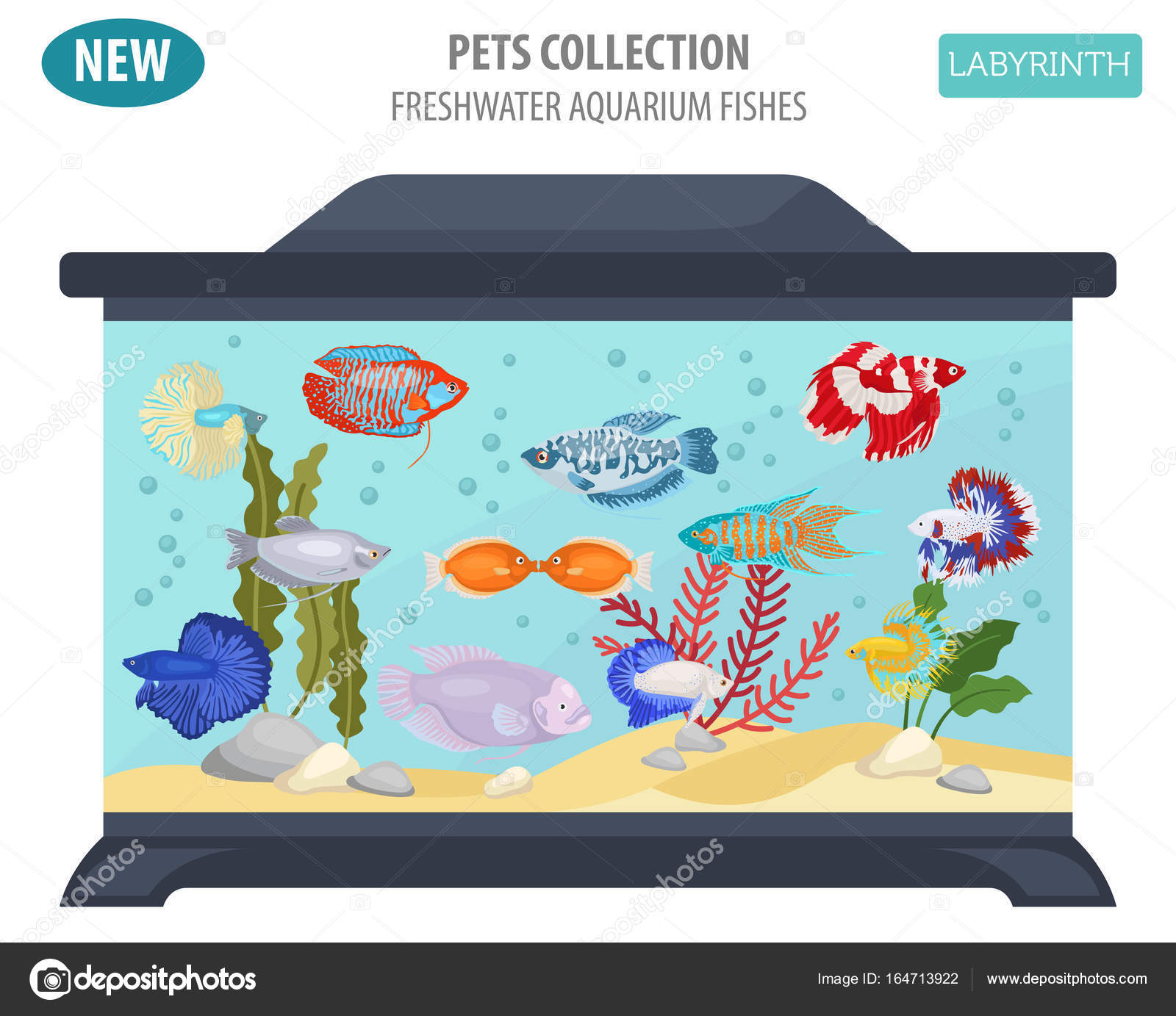 Icône De Races De Poissons Deau Douce Aquarium Mis En Plat