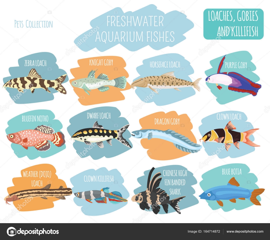 Icône De Races De Poissons Deau Douce Aquarium Mis En Plat