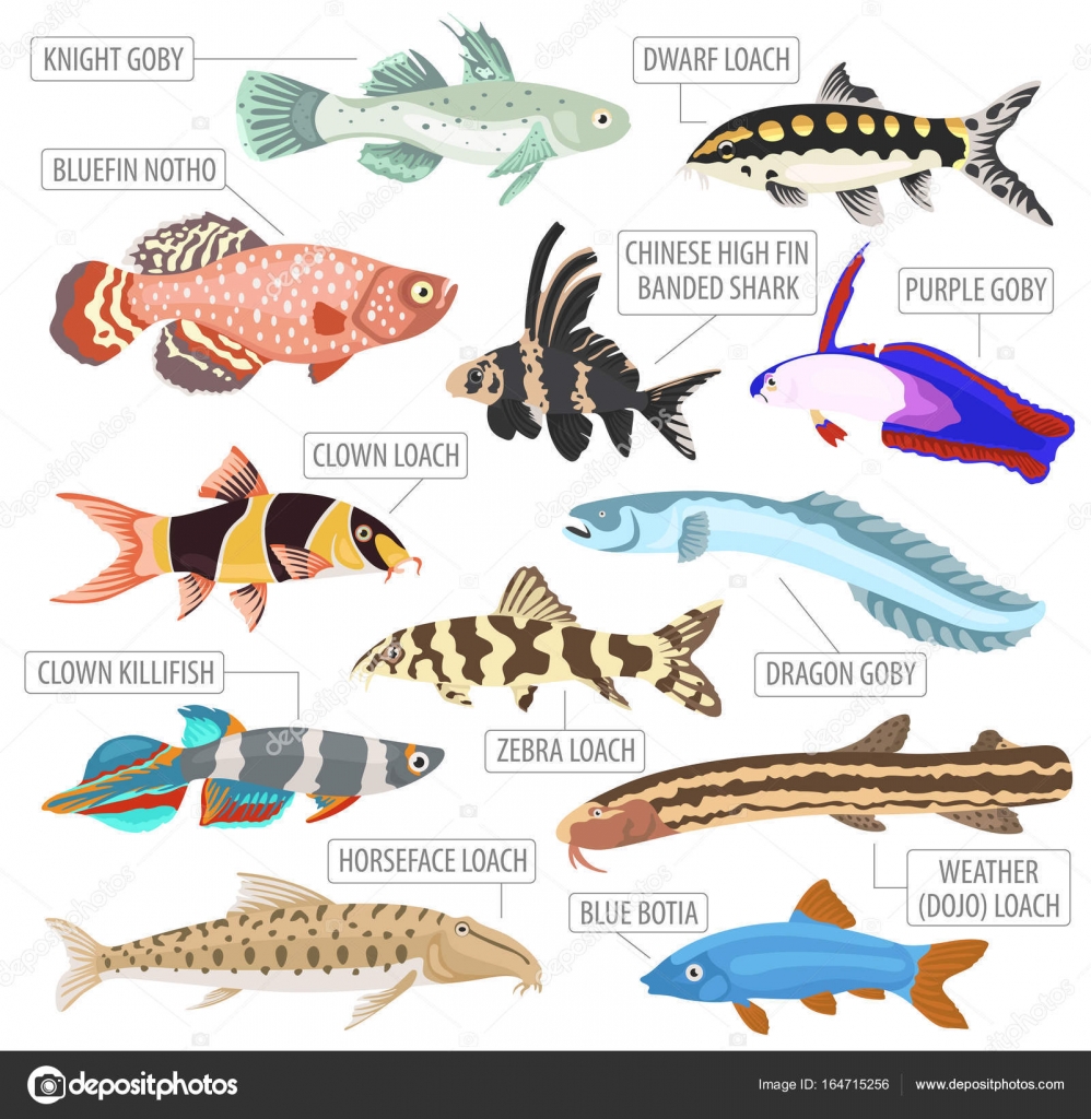 Freshwater aquarium fishes breeds icon set flat style isolated o Stock  Vector by ©A7880S 164715256
