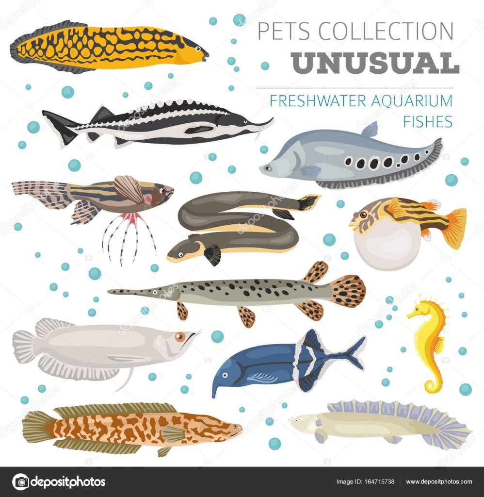 unusual freshwater aquarium fish