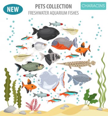 Düz stil izole o tatlı su akvaryum balık doğurmak Icon set