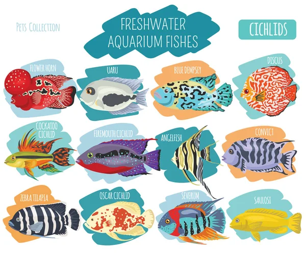 Freshwater aquarium fishes breeds icon set flat style isolated o — Stock Vector