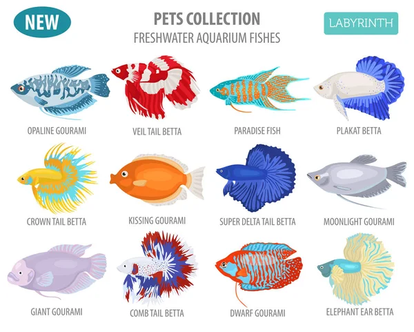 Freshwater aquarium fishes breeds icon set flat style isolated o — Stock Vector