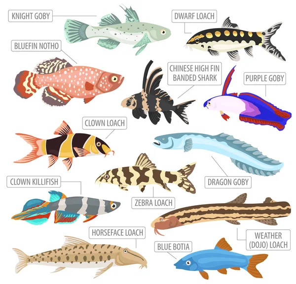 淡水水族馆鱼类品种图标设置平面样式孤立的 o — 图库矢量图片