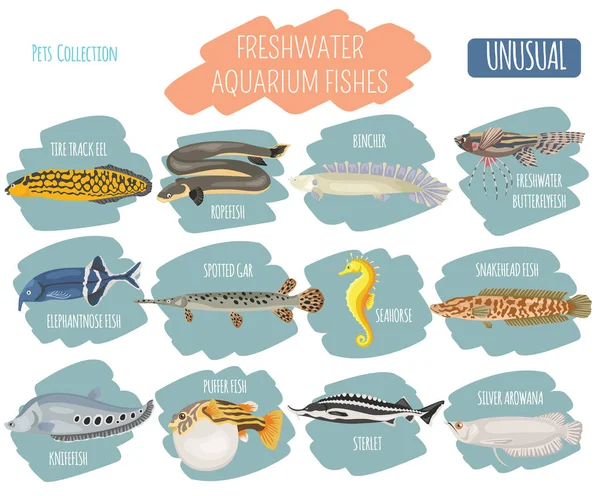 Unusual freshwater aquarium fish breeds icon set flat style isol — Stock Vector
