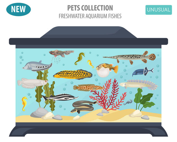 Необычная пресноводная аквариумная рыба порождает иконку плоского стиля
