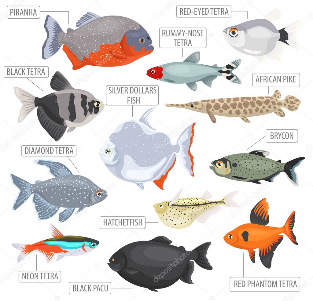 Freshwater aquarium fishes breeds icon set flat style isolated o