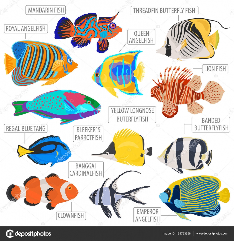 Freshwater Fish Identification Chart
