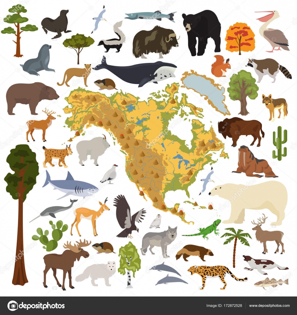 North America flora and fauna map, flat elements. Animals, birds Stock  Vector Image by ©A7880S #172872528