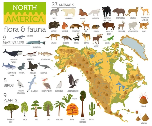 Amérique du Nord carte de la flore et de la faune, éléments plats. Animaux, oiseaux — Image vectorielle