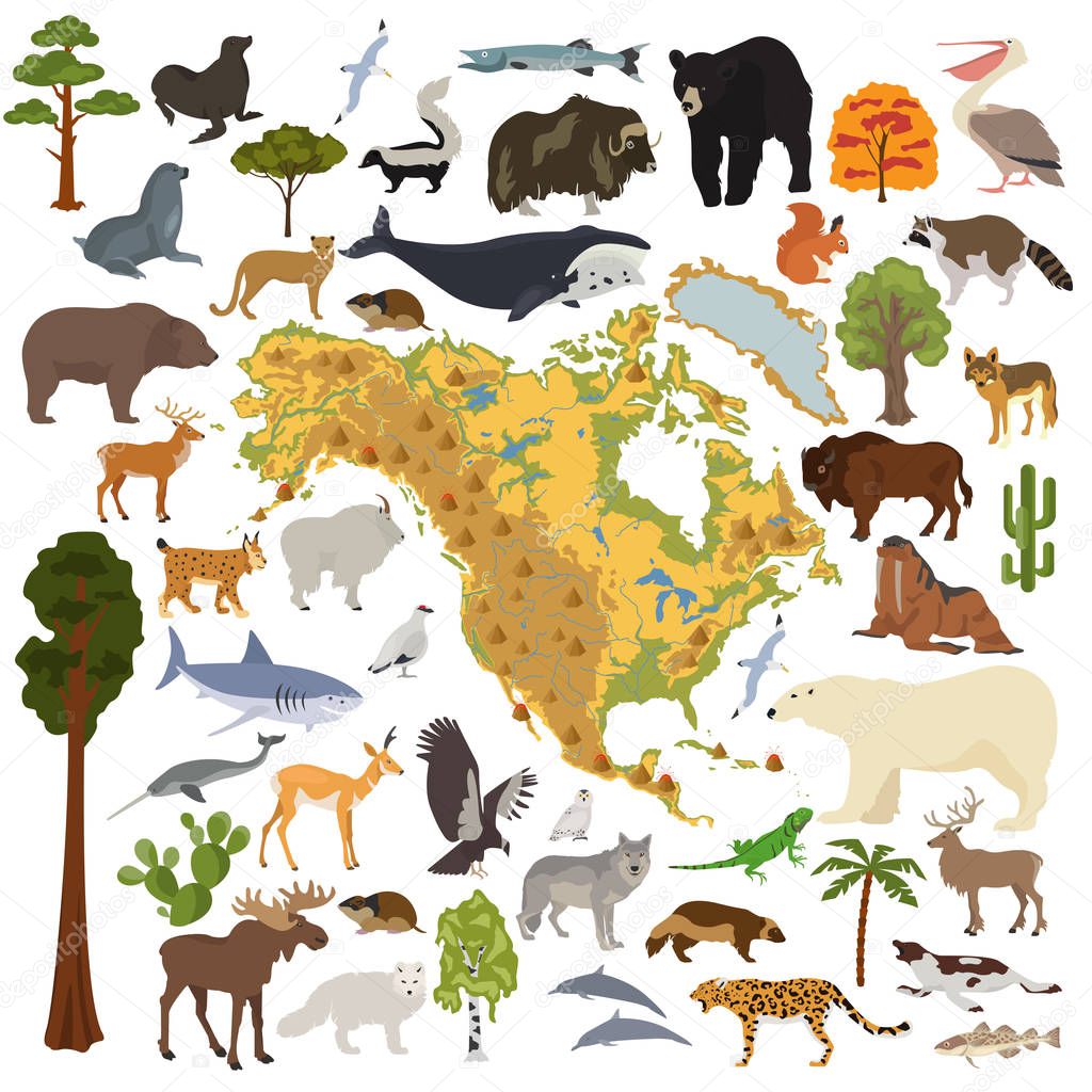 North America flora and fauna map, flat elements. Animals, birds