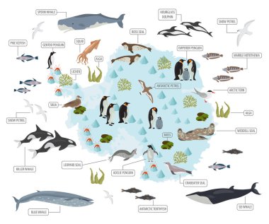 Antarktika, Antarktika, flora ve fauna harita, öğeleri düz. Anim