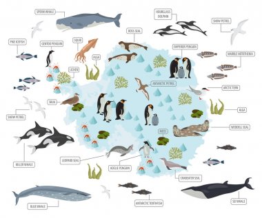 Antarctic, Antarctica,  flora and fauna map, flat elements. Anim clipart