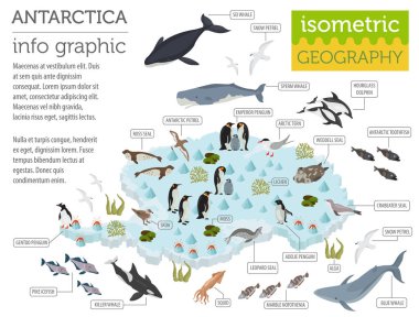 Isometric 3d Antarctica flora and fauna map elements. Animals, b