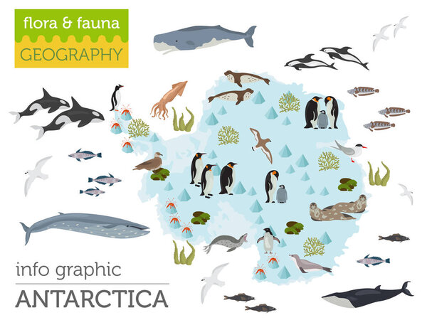 Antarctic, Antarctica,  flora and fauna map, flat elements. Anim