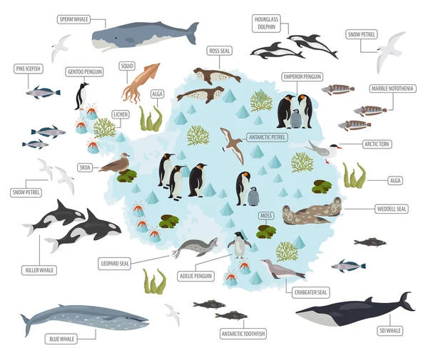 Antartico, Antartide, mappa flora e fauna, elementi piatti. Anim — Vettoriale Stock