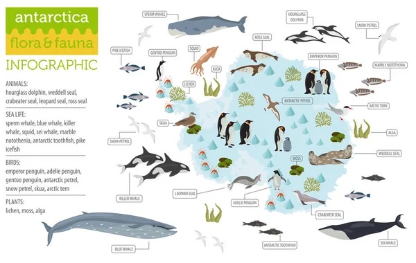 Antárctico, Antárctico, flora e fauna mapa, elementos planos. Anim. —  Vetores de Stock