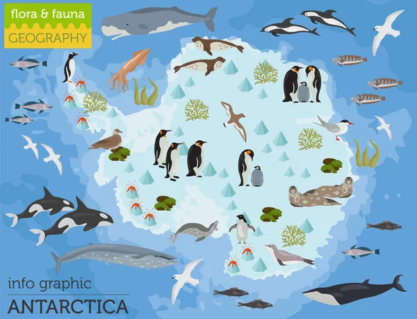 Carte Antarctique, Antarctique, flore et faune, éléments plats. Anim — Image vectorielle