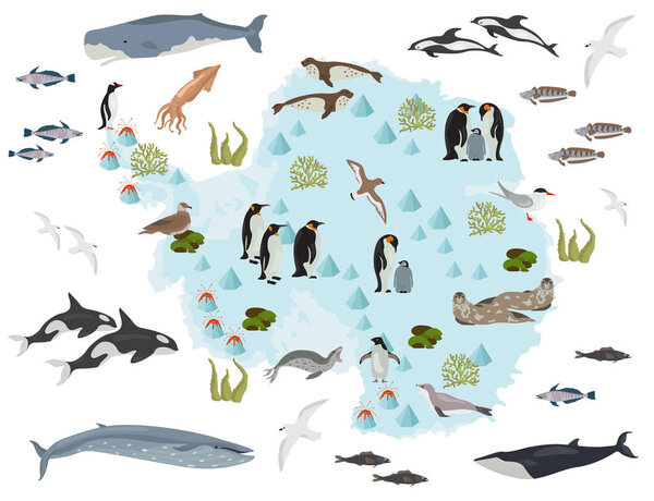 Antarctic, Antarctica,  flora and fauna map, flat elements. Anim