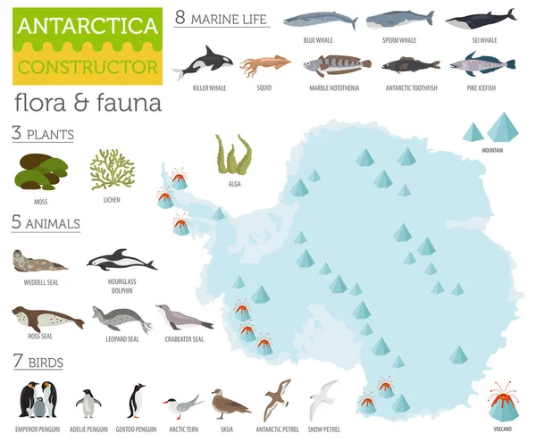 Антарктика, Антарктида, карта флоры и фауны, плоские элементы. Аним — стоковый вектор