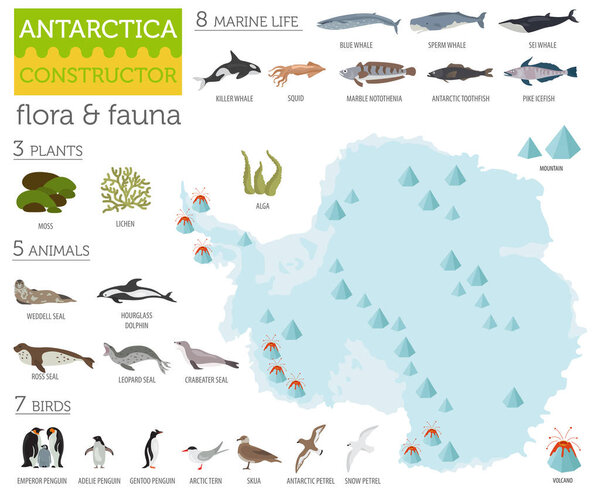 Antarctic, Antarctica,  flora and fauna map, flat elements. Anim