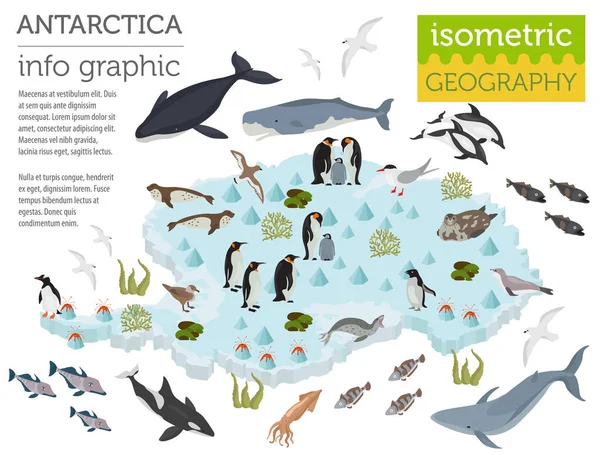 Isometrisk 3d Antarktis flora och fauna kartelement. Djur, b — Stock vektor