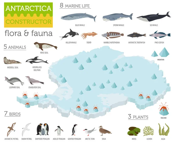Isometric 3d Antarctica flora and fauna map elements. Animaux, b — Image vectorielle