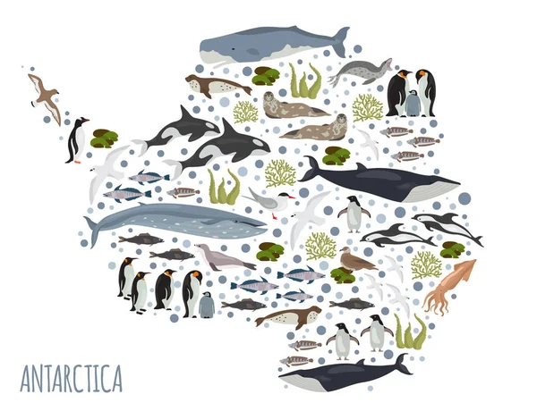 Antárctico, Antárctico, flora e fauna mapa, elementos planos. Anim. —  Vetores de Stock