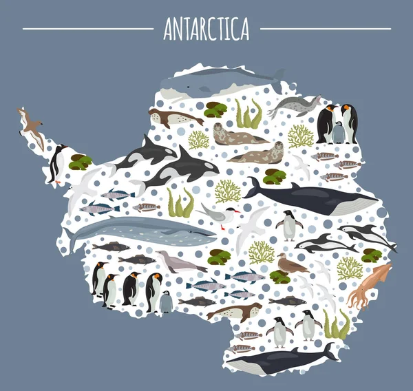 Antárctico, Antárctico, flora e fauna mapa, elementos planos. Anim. —  Vetores de Stock