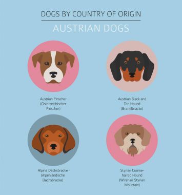 Ülke-in başlangıç köpekler. Avusturyalı köpek ırkları. Infographic temp