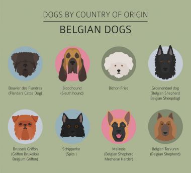 Ülke-in başlangıç köpekler. Belçika köpek ırkları. Infographic depo