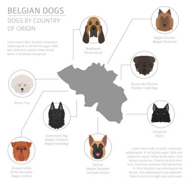 Ülke-in başlangıç köpekler. Belçika köpek ırkları. Infographic depo