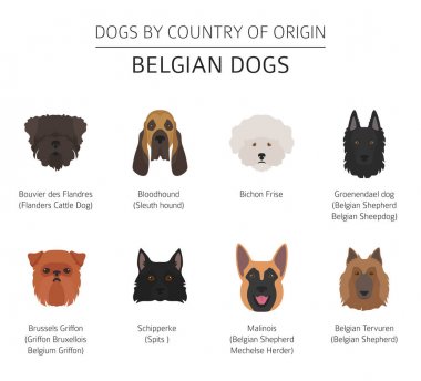 Dogs by country of origin. Belgium dog breeds. Infographic templ clipart