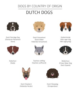 Ülke-in başlangıç köpekler. Hollandaca (Hollanda) doğurmak köpek. Infograph