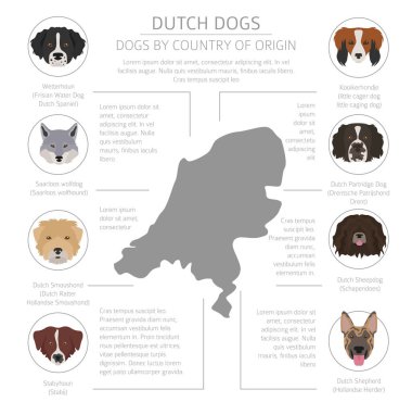 Ülke-in başlangıç köpekler. Hollandaca (Hollanda) doğurmak köpek. Infograph